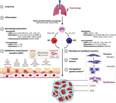 Roles of Macrophage Polarization and Macrophage-Derived miRNAs in Pulmonary Fibrosis